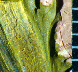 Reactivity and material transport in paintings